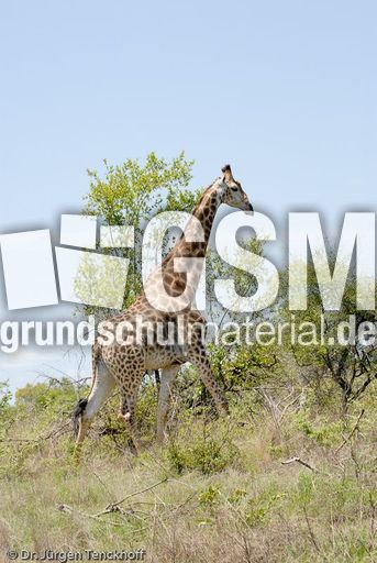 Giraffe (8 von 94).jpg